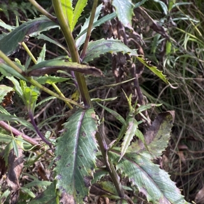 Senecio linearifolius var. latifolius at Tennent, ACT - 10 Apr 2023 by Tapirlord