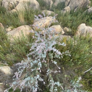 Eucalyptus cinerea subsp. triplex at Namadgi National Park - 10 Apr 2023