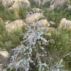 Eucalyptus cinerea subsp. triplex at Tharwa, ACT - 10 Apr 2023