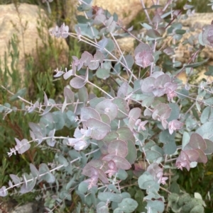 Eucalyptus cinerea subsp. triplex at Tennent, ACT - 10 Apr 2023