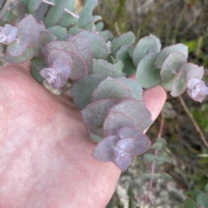 Eucalyptus cinerea subsp. triplex at Tennent, ACT - 10 Apr 2023
