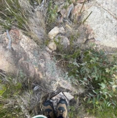 Eucalyptus cinerea subsp. triplex at Namadgi National Park - 10 Apr 2023