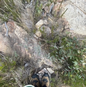Eucalyptus cinerea subsp. triplex at Tennent, ACT - 10 Apr 2023
