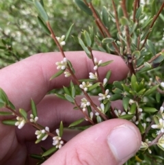 Monotoca scoparia (Broom Heath) at Tennent, ACT - 10 Apr 2023 by Tapirlord