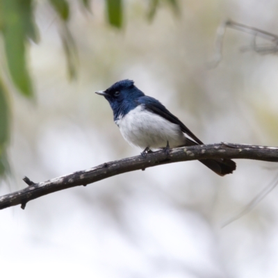 Myiagra cyanoleuca (Satin Flycatcher) at Tennent, ACT - 4 Feb 2023 by KorinneM