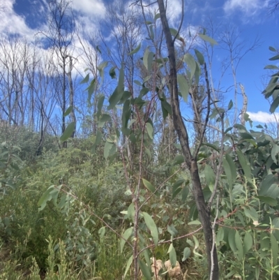 Eucalyptus pauciflora subsp. pauciflora (White Sally, Snow Gum) at Namadgi National Park - 10 Apr 2023 by Tapirlord