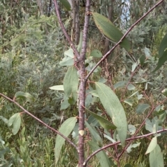 Eucalyptus pauciflora subsp. pauciflora at Namadgi National Park - 10 Apr 2023 12:57 PM