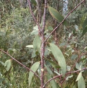 Eucalyptus pauciflora subsp. pauciflora at Namadgi National Park - 10 Apr 2023