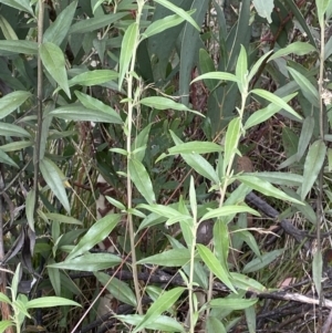 Ozothamnus stirlingii at Undefined Area - 10 Apr 2023