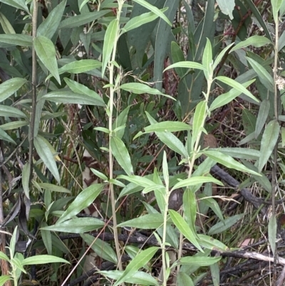 Ozothamnus stirlingii (Ovens Everlasting) at Undefined Area - 10 Apr 2023 by Tapirlord