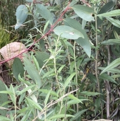 Ozothamnus stirlingii at Undefined Area - 10 Apr 2023