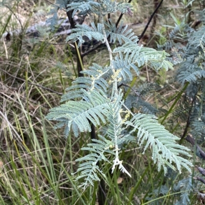Acacia dealbata subsp. subalpina (Monaro Silver-wattle) - 10 Apr 2023 by Tapirlord