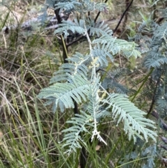Acacia dealbata subsp. subalpina (Monaro Silver-wattle) at Undefined Area - 10 Apr 2023 by Tapirlord