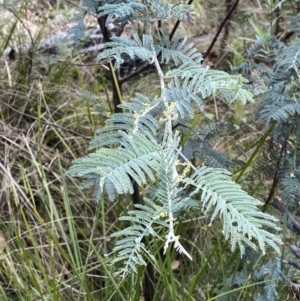 Acacia dealbata subsp. subalpina at Undefined Area - 10 Apr 2023