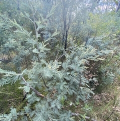 Acacia dealbata subsp. subalpina at Undefined Area - 10 Apr 2023