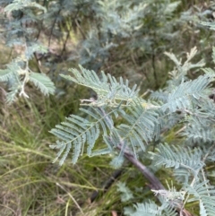 Acacia dealbata subsp. subalpina at Undefined Area - 10 Apr 2023