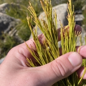 Exocarpos cupressiformis at Tennent, ACT - 10 Apr 2023