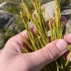 Exocarpos cupressiformis at Tennent, ACT - 10 Apr 2023