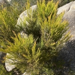 Exocarpos cupressiformis at Tennent, ACT - 10 Apr 2023