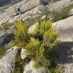 Exocarpos cupressiformis at Tennent, ACT - 10 Apr 2023