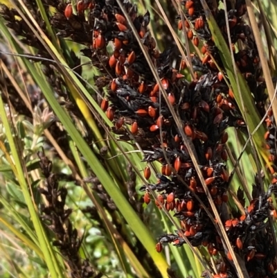 Gahnia subaequiglumis (Bog Saw-sedge) at Tennent, ACT - 10 Apr 2023 by Tapirlord