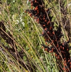 Gahnia subaequiglumis at Tennent, ACT - 10 Apr 2023