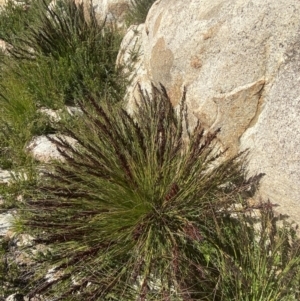 Gahnia subaequiglumis at Tennent, ACT - 10 Apr 2023 12:39 PM