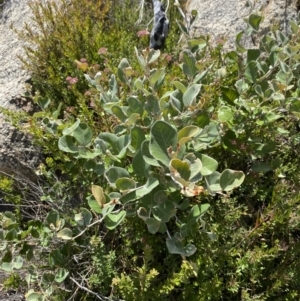 Grevillea oxyantha subsp. oxyantha at Tennent, ACT - 10 Apr 2023 12:38 PM