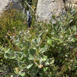 Grevillea oxyantha subsp. oxyantha at Tennent, ACT - 10 Apr 2023