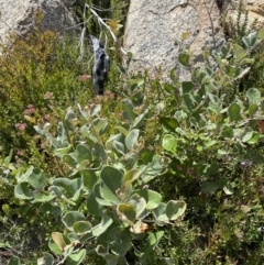Grevillea oxyantha subsp. oxyantha at Tennent, ACT - 10 Apr 2023