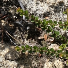 Leionema lamprophyllum subsp. obovatum (Shiny Phebalium) at Tennent, ACT - 10 Apr 2023 by Tapirlord