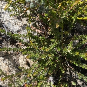 Leionema lamprophyllum subsp. obovatum at Tennent, ACT - 10 Apr 2023