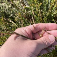 Lepidosperma curtisiae (Little Sword-sedge) at Tennent, ACT - 10 Apr 2023 by Tapirlord