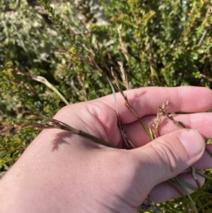 Lepidosperma curtisiae at Tennent, ACT - 10 Apr 2023