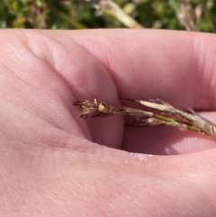 Lepidosperma curtisiae at Tennent, ACT - 10 Apr 2023 12:37 PM