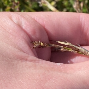 Lepidosperma curtisiae at Tennent, ACT - 10 Apr 2023 12:37 PM