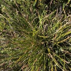 Lepidosperma curtisiae at Tennent, ACT - 10 Apr 2023