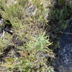 Cassinia longifolia (Shiny Cassinia, Cauliflower Bush) at Tennent, ACT - 10 Apr 2023 by Tapirlord