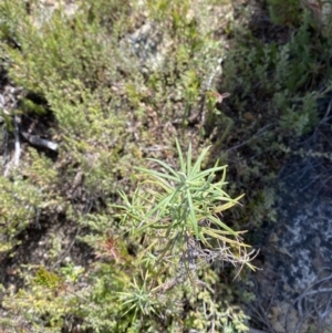 Cassinia longifolia at Tennent, ACT - 10 Apr 2023