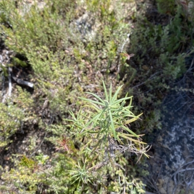 Cassinia longifolia (Shiny Cassinia, Cauliflower Bush) at Tennent, ACT - 10 Apr 2023 by Tapirlord