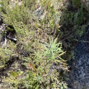 Cassinia longifolia at Tennent, ACT - 10 Apr 2023