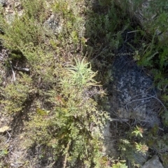 Cassinia longifolia at Tennent, ACT - 10 Apr 2023