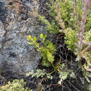 Leptospermum micromyrtus at Tennent, ACT - 10 Apr 2023