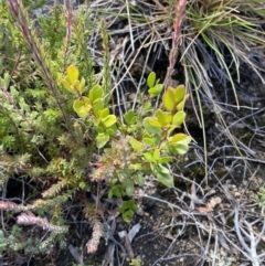 Leptospermum micromyrtus at Tennent, ACT - 10 Apr 2023