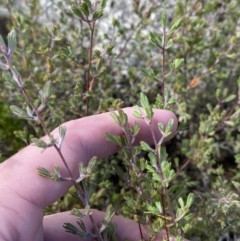 Kunzea muelleri at Tennent, ACT - 10 Apr 2023 12:35 PM