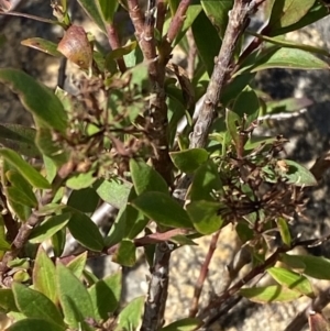 Platysace lanceolata at Tennent, ACT - 10 Apr 2023 12:35 PM