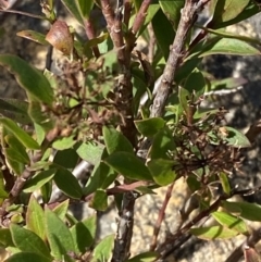 Platysace lanceolata (Shrubby Platysace) at Tennent, ACT - 10 Apr 2023 by Tapirlord