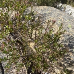 Platysace lanceolata at Tennent, ACT - 10 Apr 2023