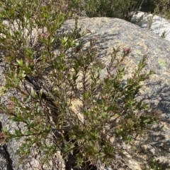 Platysace lanceolata at Tennent, ACT - 10 Apr 2023 12:35 PM