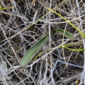 Thelymitra sp. at Tennent, ACT - 10 Apr 2023